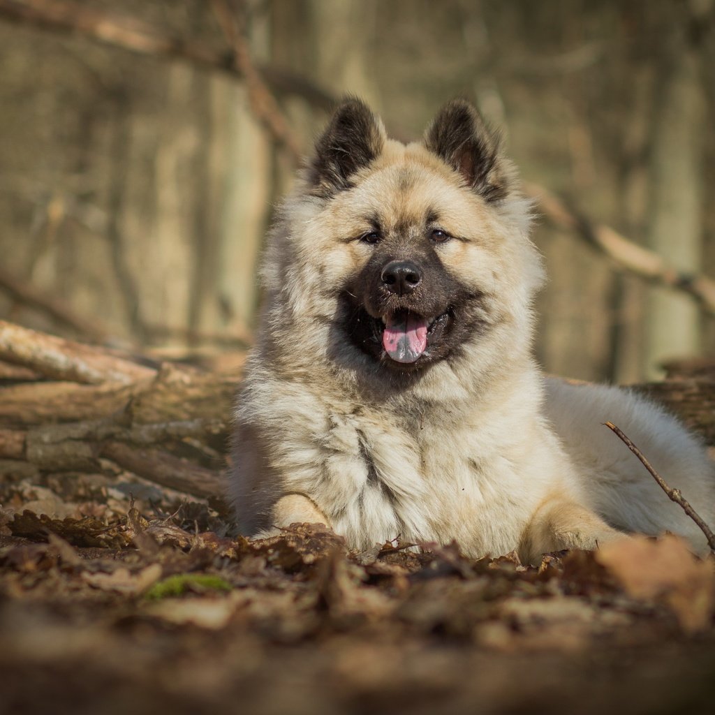 Обои природа, собака, язык, евразиер, nature, dog, language, the eurasier разрешение 2880x1800 Загрузить