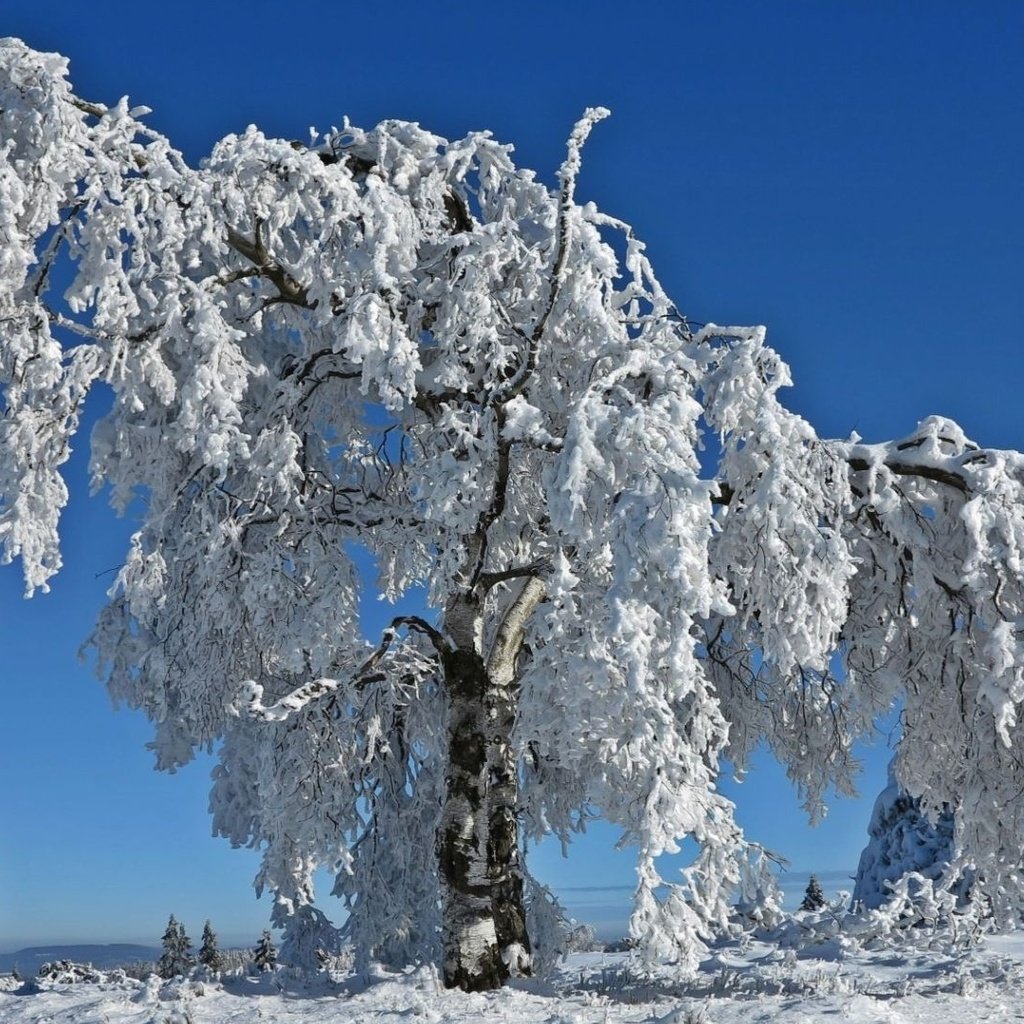 Обои небо, деревья, снег, природа, зима, ветки, иней, the sky, trees, snow, nature, winter, branches, frost разрешение 1920x1080 Загрузить