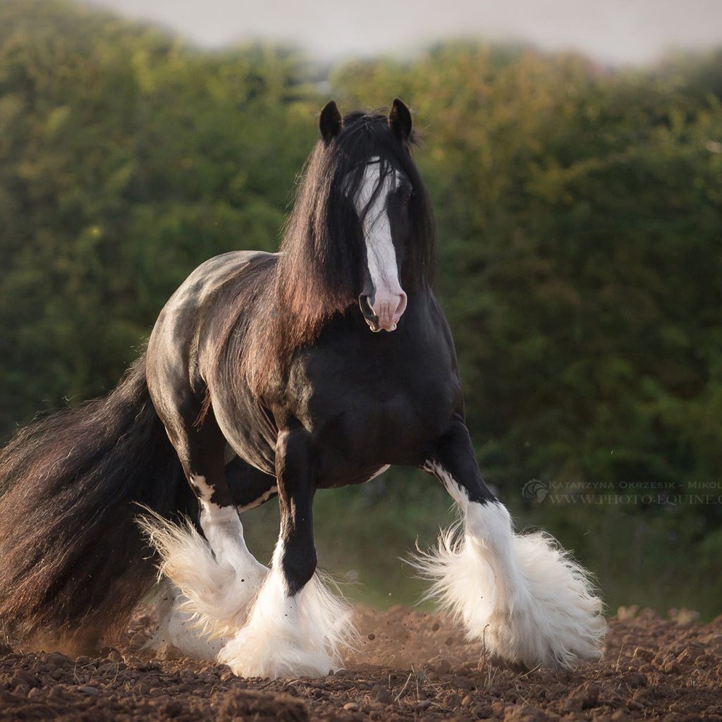 Сильная верховая. Красивый конь. Мощная лошадь. Самый мощный конь. Самая мощная лошадь.