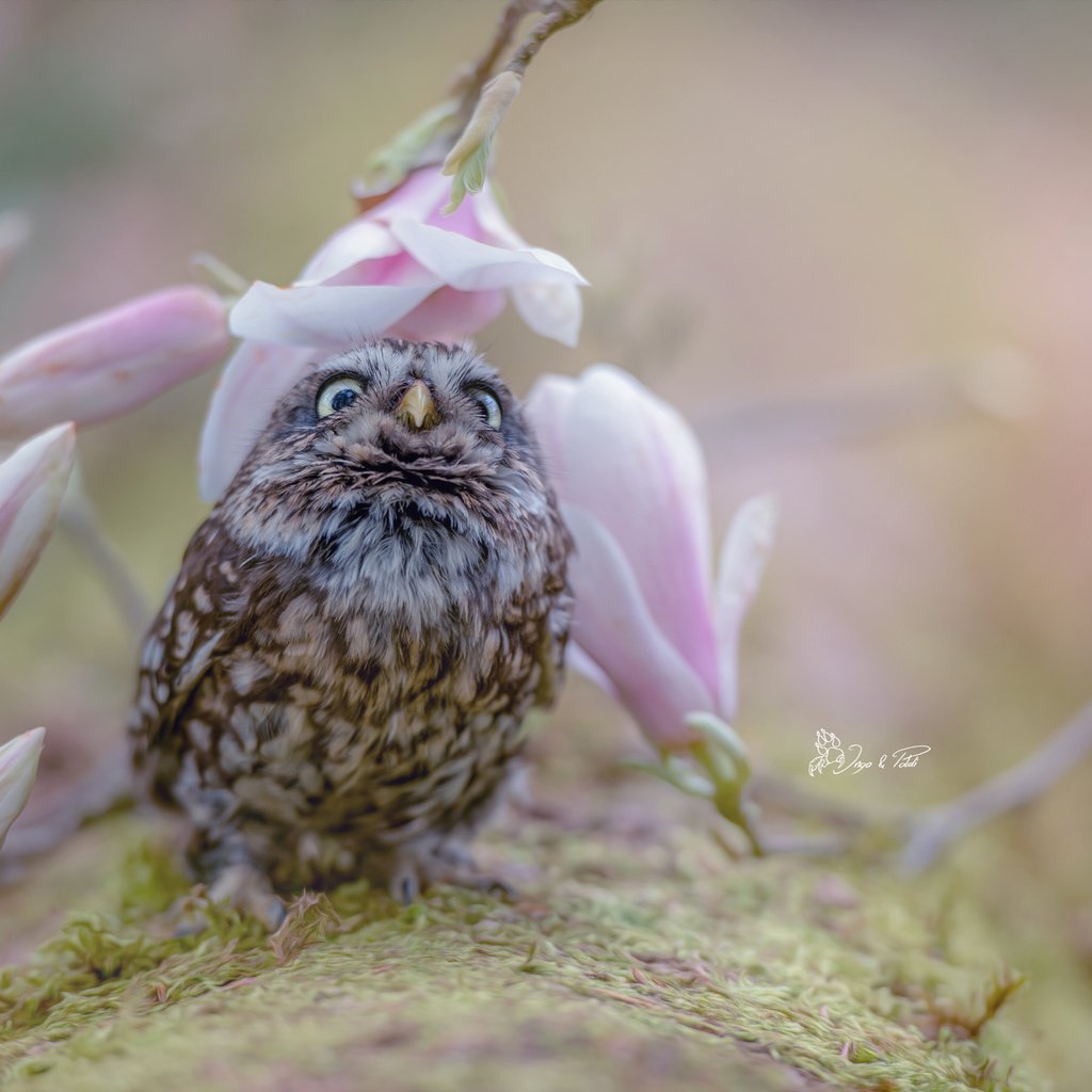 Обои сова, природа, цветок, размытость, птица, совенок, tanja brandt, owl, nature, flower, blur, bird, owlet разрешение 2048x1363 Загрузить