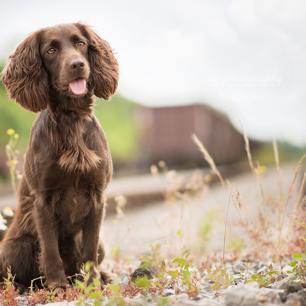 Обои трава, железная дорога, собака, язык, спаниель, irish water spaniel, grass, railroad, dog, language, spaniel разрешение 1920x1200 Загрузить