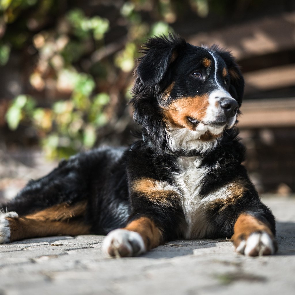 Обои мордочка, собака, щенок, лапки, бернский зенненхунд, muzzle, dog, puppy, legs, bernese mountain dog разрешение 3840x2400 Загрузить