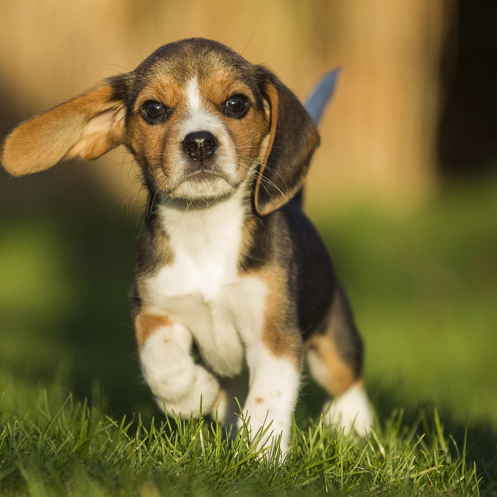 Обои трава, мордочка, взгляд, собака, щенок, бигль, marlen mandel, grass, muzzle, look, dog, puppy, beagle разрешение 2880x1800 Загрузить