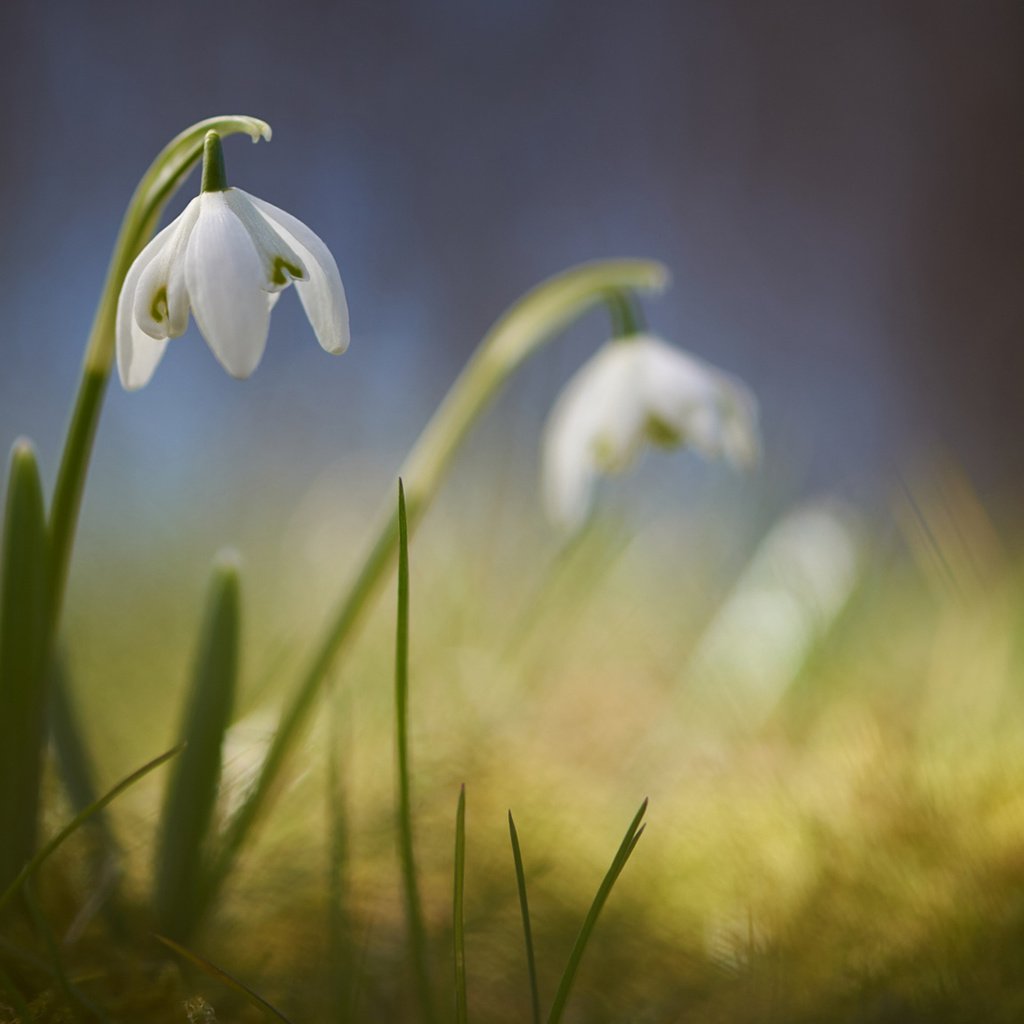 Обои цветы, размытость, весна, подснежники, signe goldmann, flowers, blur, spring, snowdrops разрешение 1920x1080 Загрузить