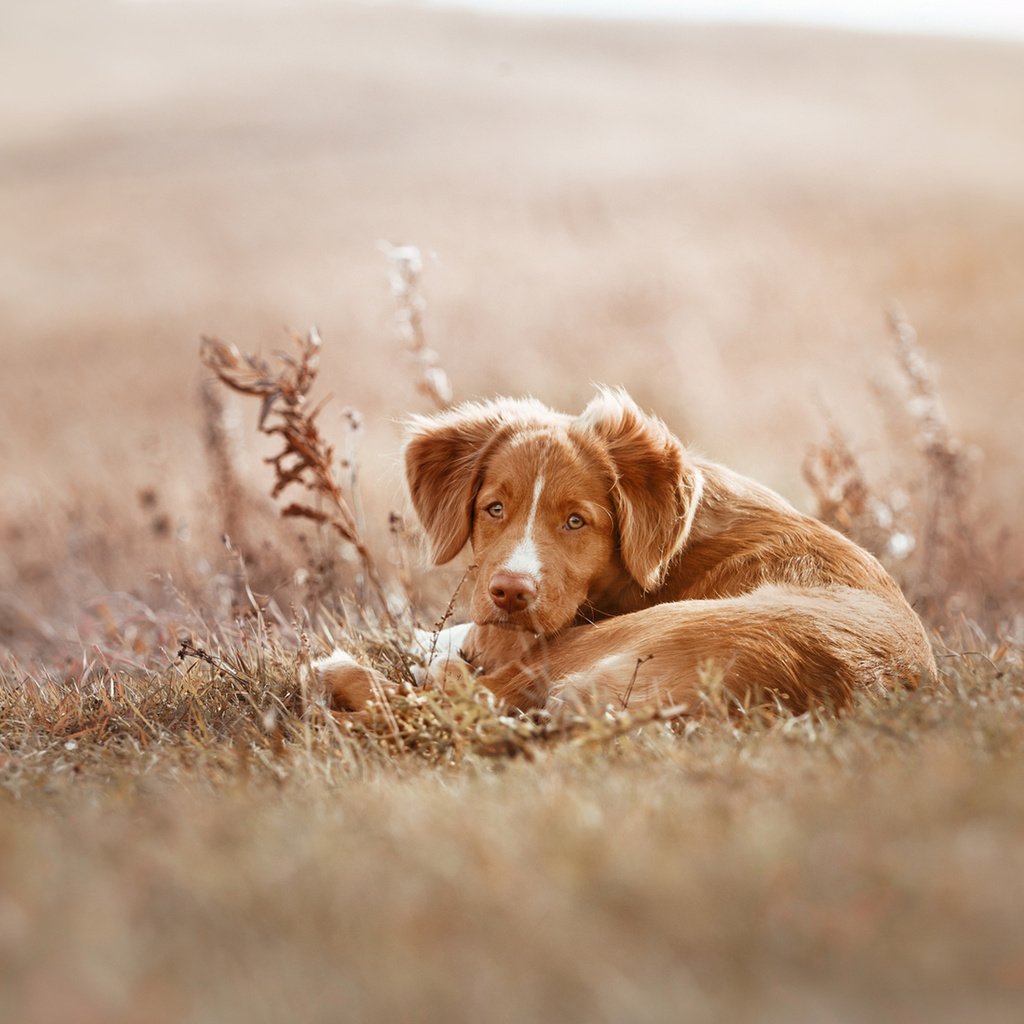 Обои собака, щенок, ретривер, новошотландский ретривер, сухая трава, averyanova anna, dog, puppy, retriever, nova scotia duck tolling retriever, dry grass, anna averyanova разрешение 1920x1200 Загрузить