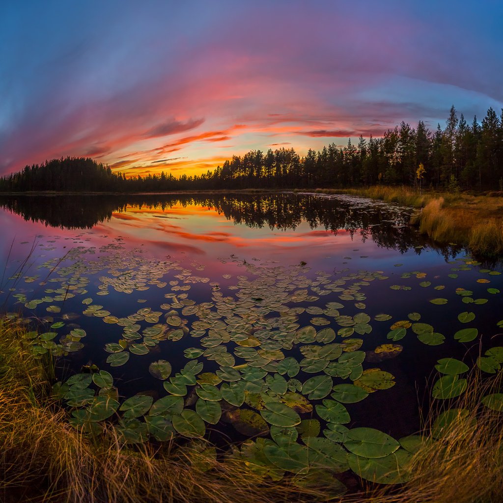 Обои небо, озеро, растения, листья, закат, отражение, the sky, lake, plants, leaves, sunset, reflection разрешение 2000x1204 Загрузить