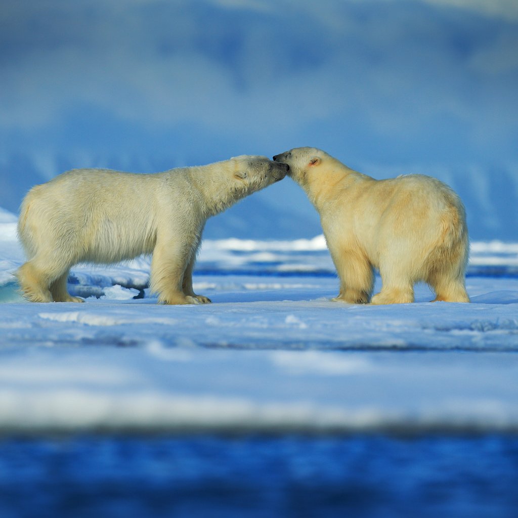 Обои снег, зима, животные, пара, медведи, белый медведь, snow, winter, animals, pair, bears, polar bear разрешение 6000x4000 Загрузить