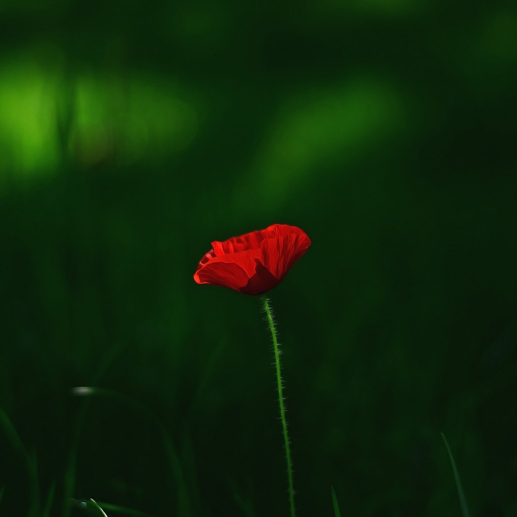 Обои трава, макро, цветок, красный, мак, grass, macro, flower, red, mac разрешение 3696x2448 Загрузить