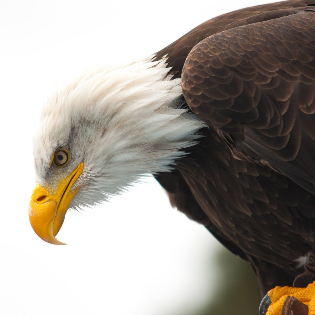 Обои животные, орел, птица, клюв, белоголовый орлан, animals, eagle, bird, beak, bald eagle разрешение 2048x1360 Загрузить