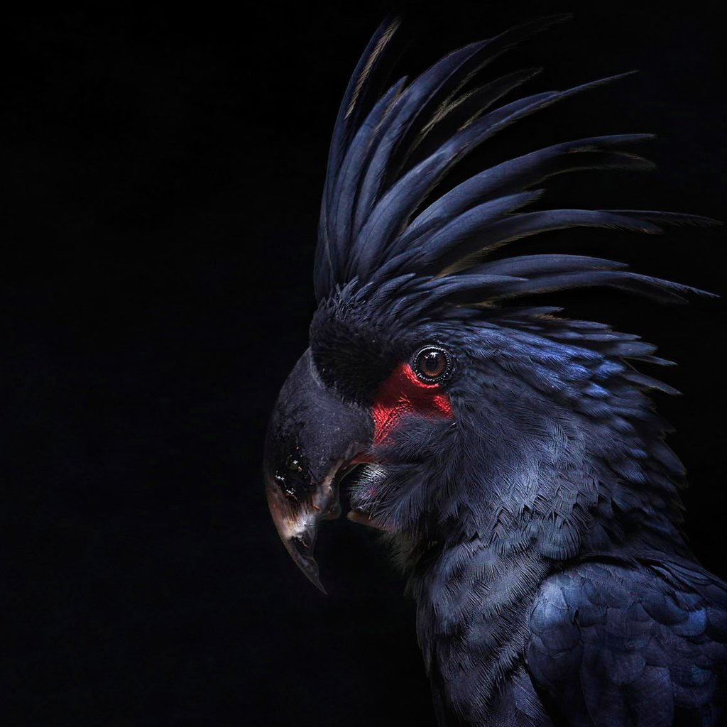 Обои птица, черный фон, перья, попугай, какаду, хохолок, bird, black background, feathers, parrot, cockatoo, crest разрешение 1920x1140 Загрузить