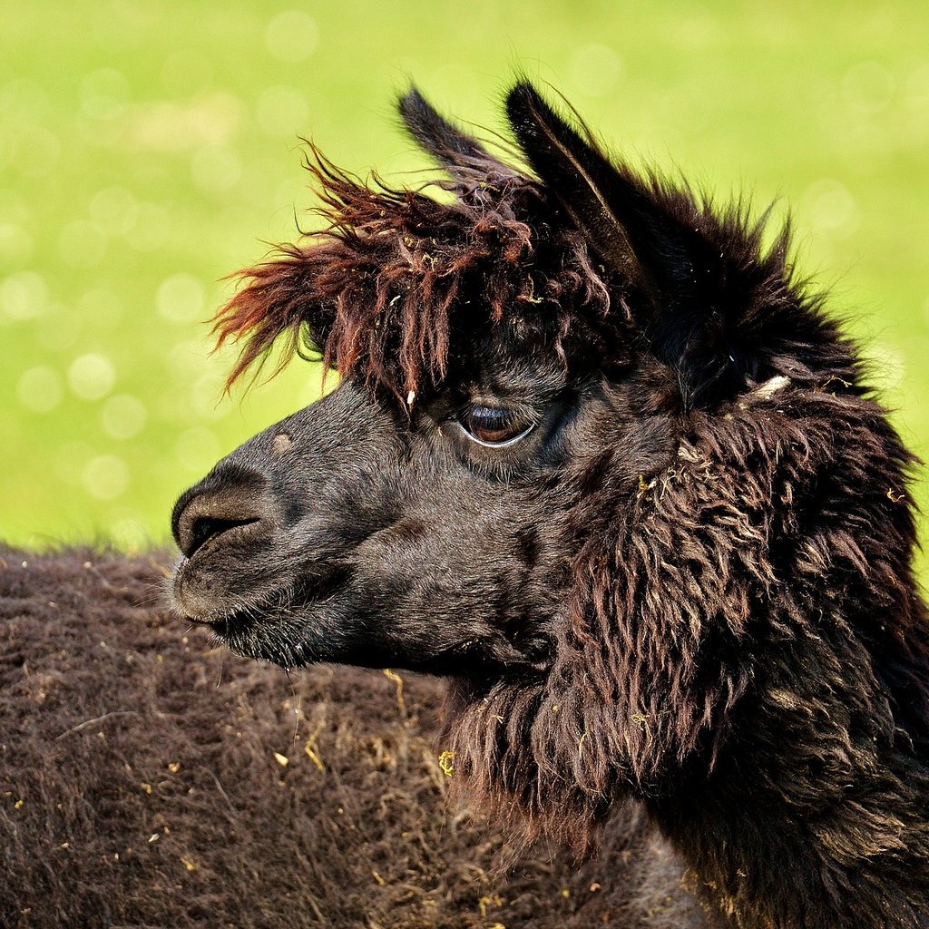Обои профиль, животное, черная, голова, лама, альпака, profile, animal, black, head, lama, alpaca разрешение 1920x1197 Загрузить