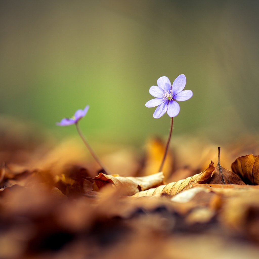 Обои цветы, листья, весна, боке, flowers, leaves, spring, bokeh разрешение 1920x1080 Загрузить