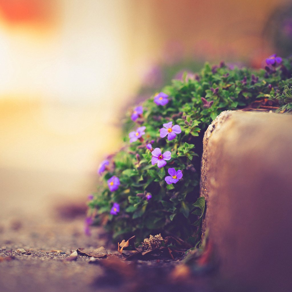 Обои цветы, природа, макро, улица, боке, фиалки, flowers, nature, macro, street, bokeh, violet разрешение 1920x1200 Загрузить