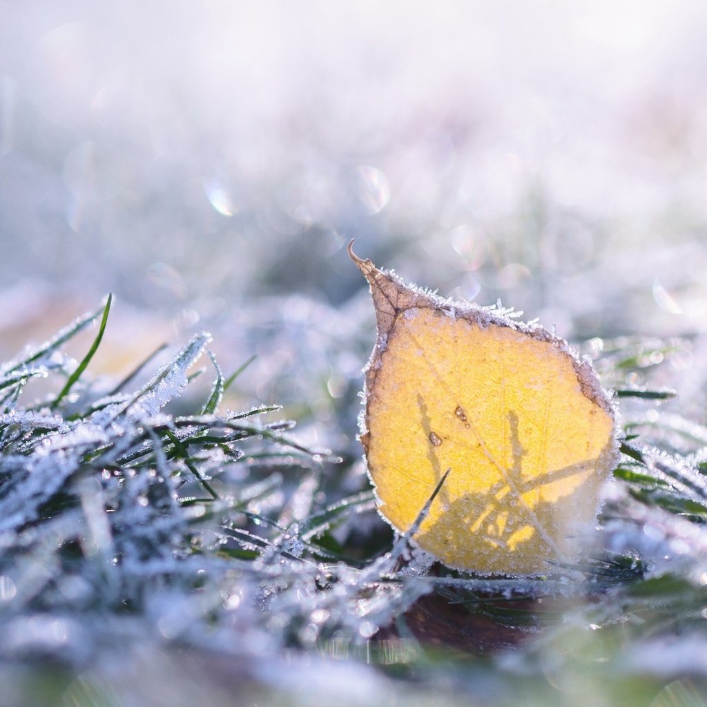 Обои трава, природа, макро, иней, лист, grass, nature, macro, frost, sheet разрешение 1920x1200 Загрузить