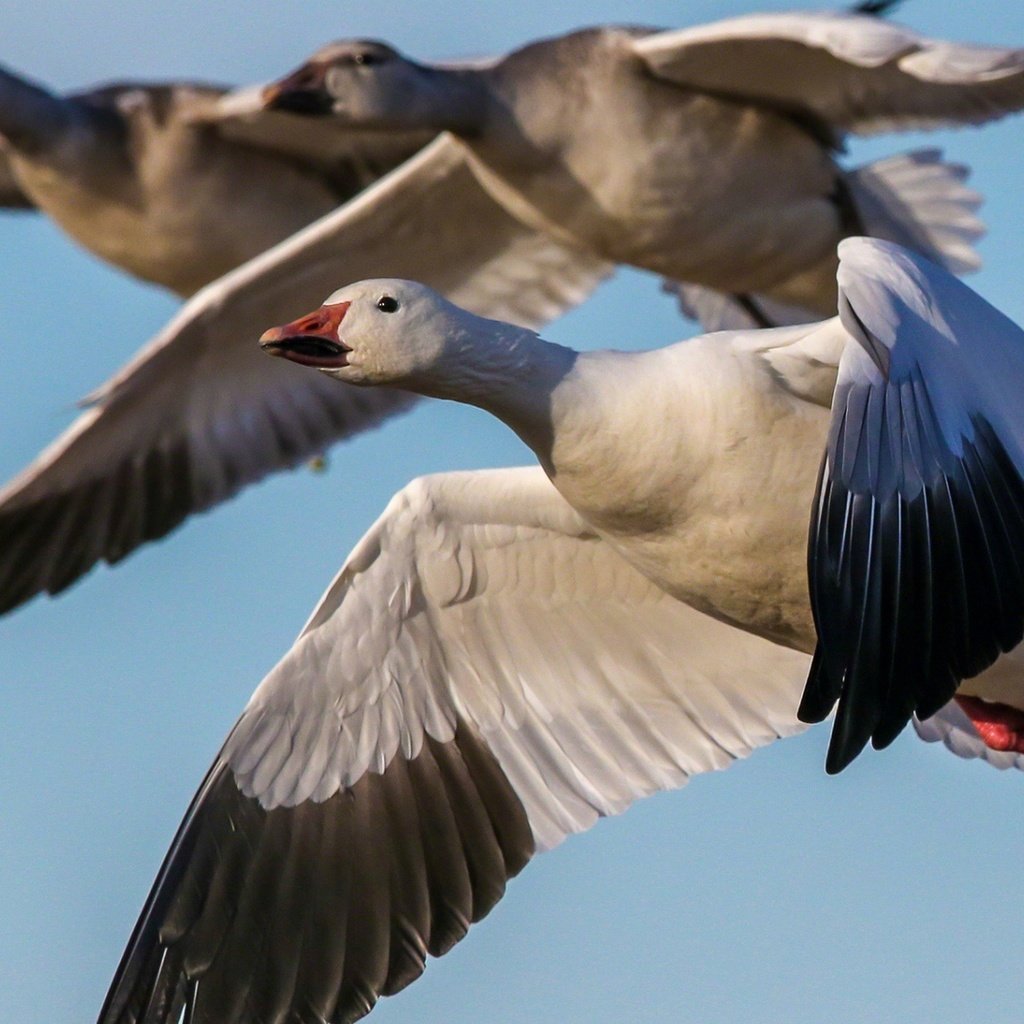 Обои небо, полет, крылья, птицы, клюв, гусь, гуси, the sky, flight, wings, birds, beak, goose, geese разрешение 1920x1175 Загрузить