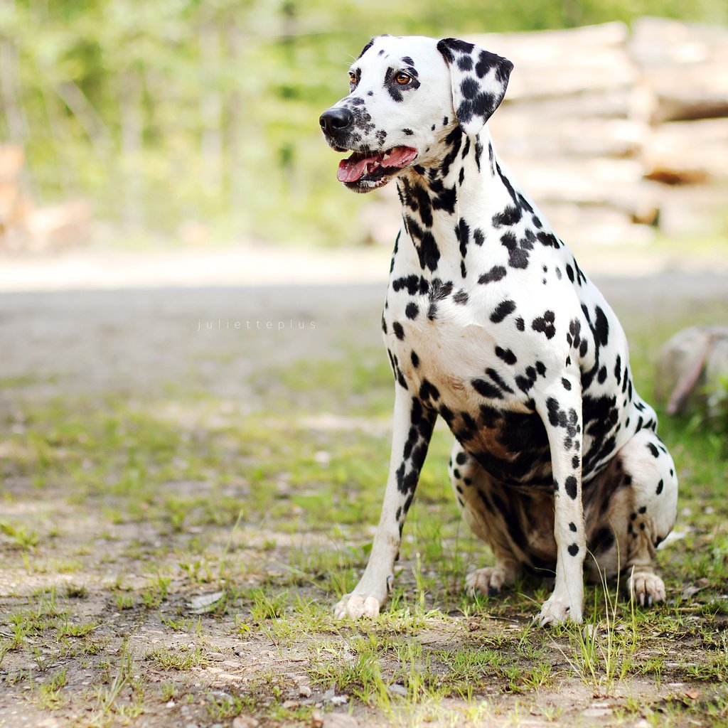 Обои трава, собака, далматин, grass, dog, dalmatian разрешение 3840x2400 Загрузить