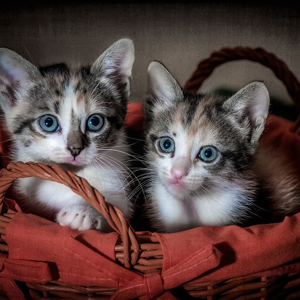 Обои глаза, взгляд, корзина, кошки, котята, eyes, look, basket, cats, kittens разрешение 3000x2045 Загрузить