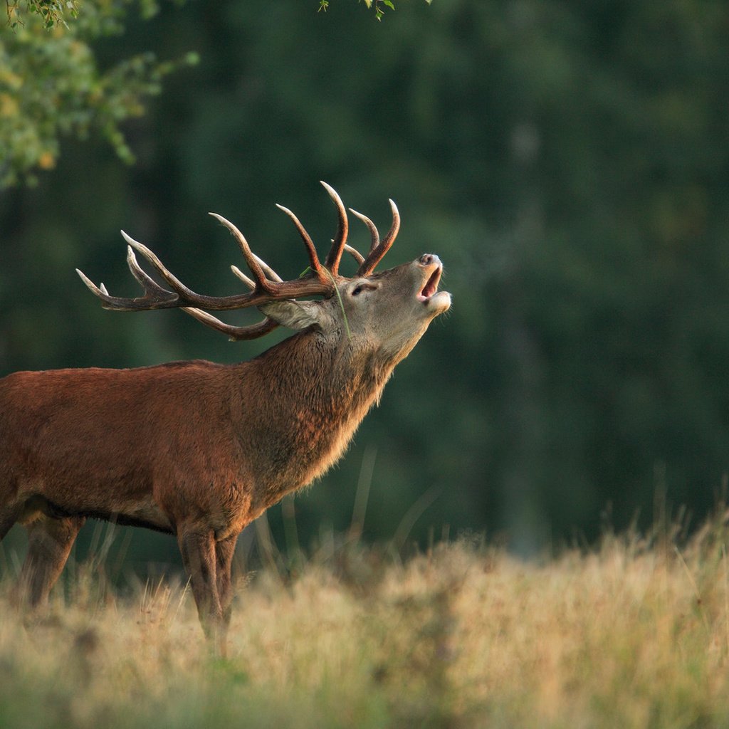 Обои природа, олень, фон, рога, благородный олень, марал, nature, deer, background, horns, red deer, maral разрешение 1920x1200 Загрузить