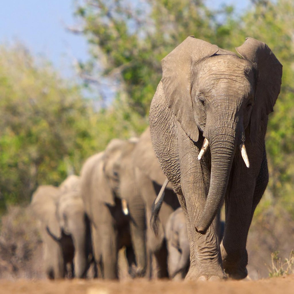 Обои животные, африка, слоны, animals, africa, elephants разрешение 1920x1200 Загрузить