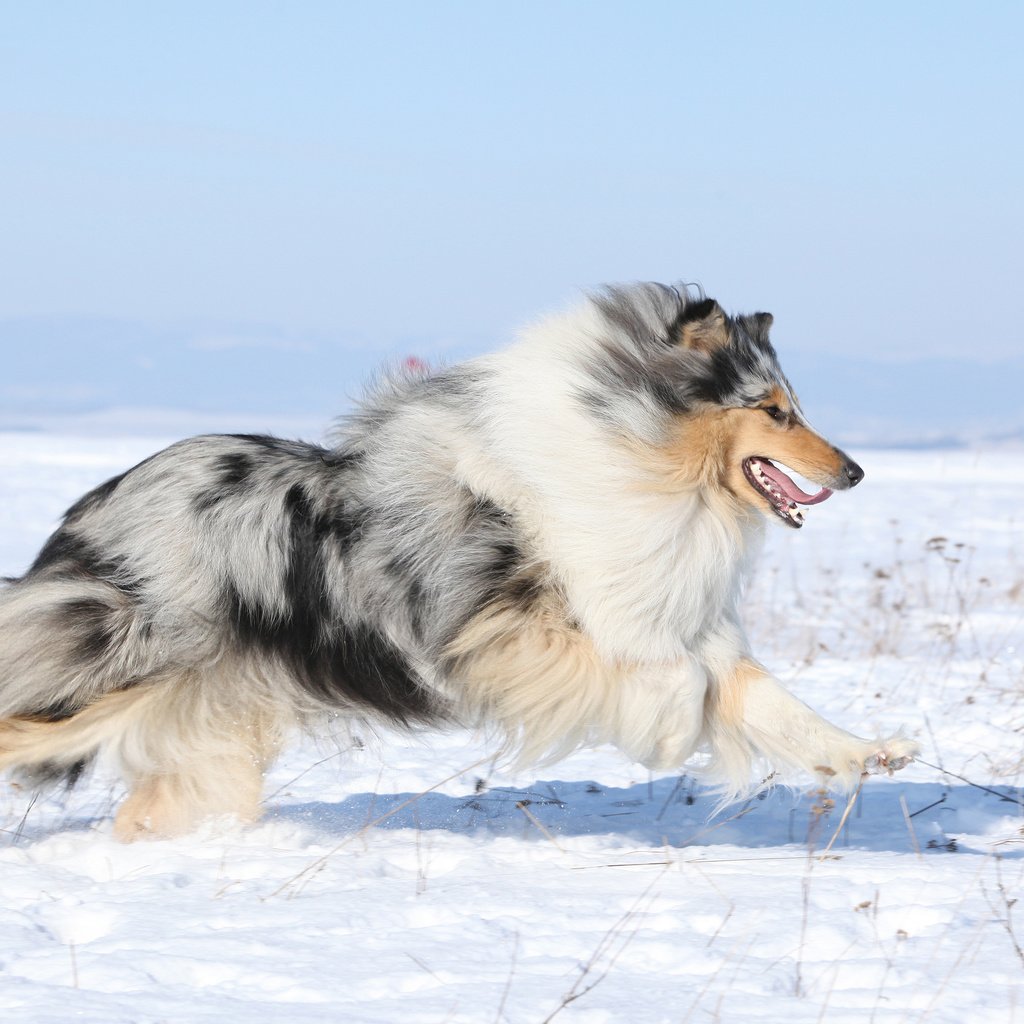 Обои снег, поле, собака, колли, шотландская овчарка, snow, field, dog, collie, scottish shepherd разрешение 3840x2400 Загрузить