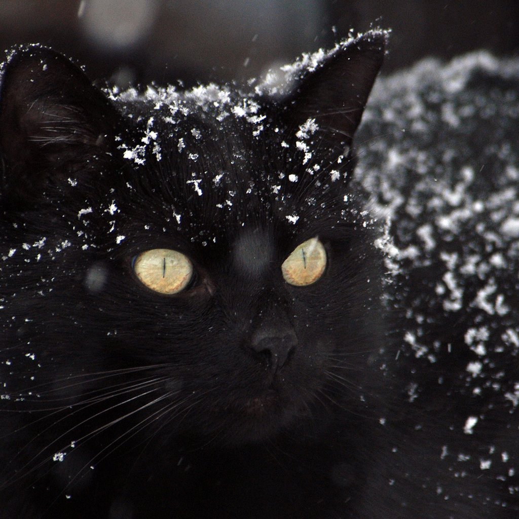 Обои глаза, снег, фон, кот, усы, кошка, взгляд, черный, eyes, snow, background, cat, mustache, look, black разрешение 2880x1800 Загрузить