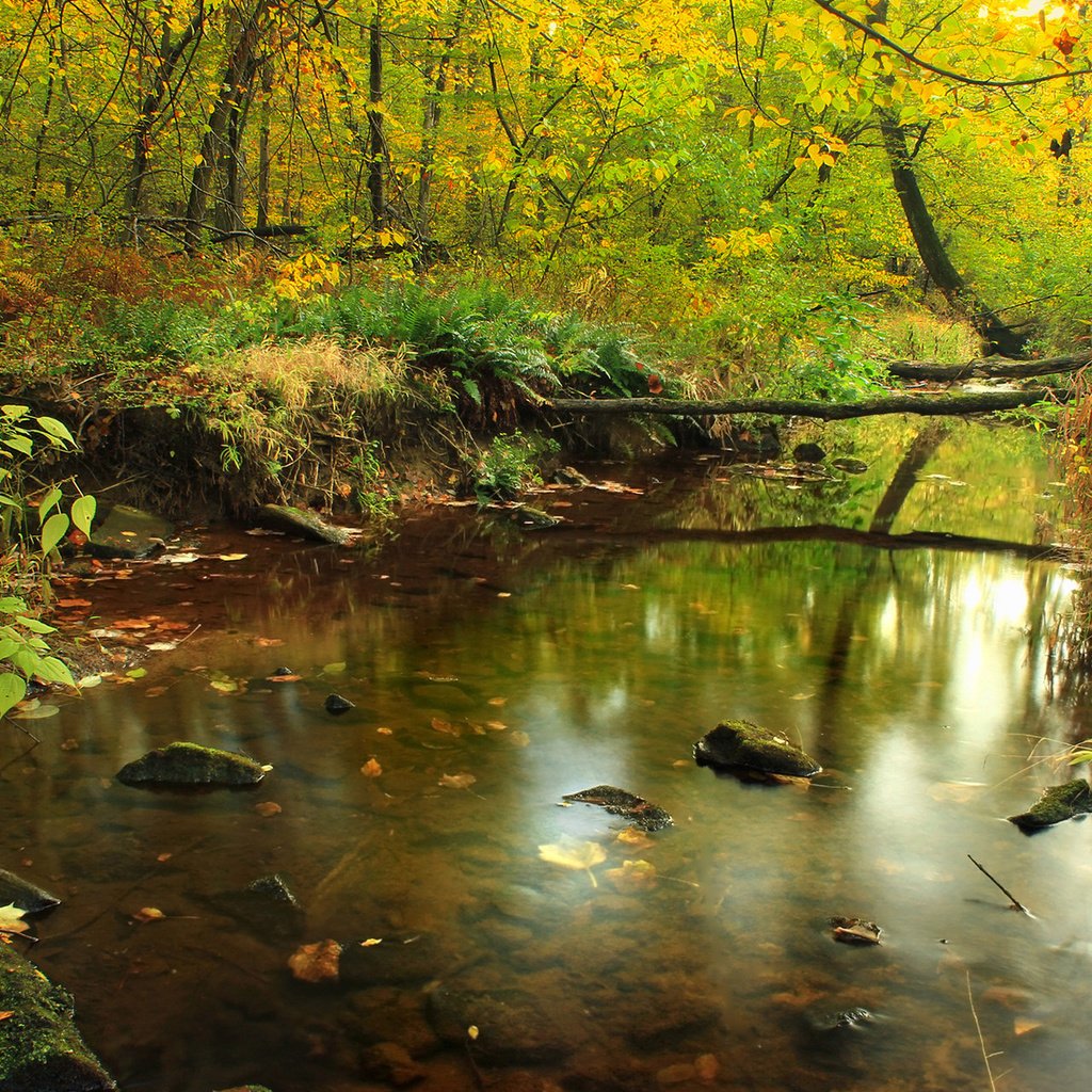 Обои трава, деревья, река, природа, камни, лес, отражение, осень, grass, trees, river, nature, stones, forest, reflection, autumn разрешение 1920x1200 Загрузить