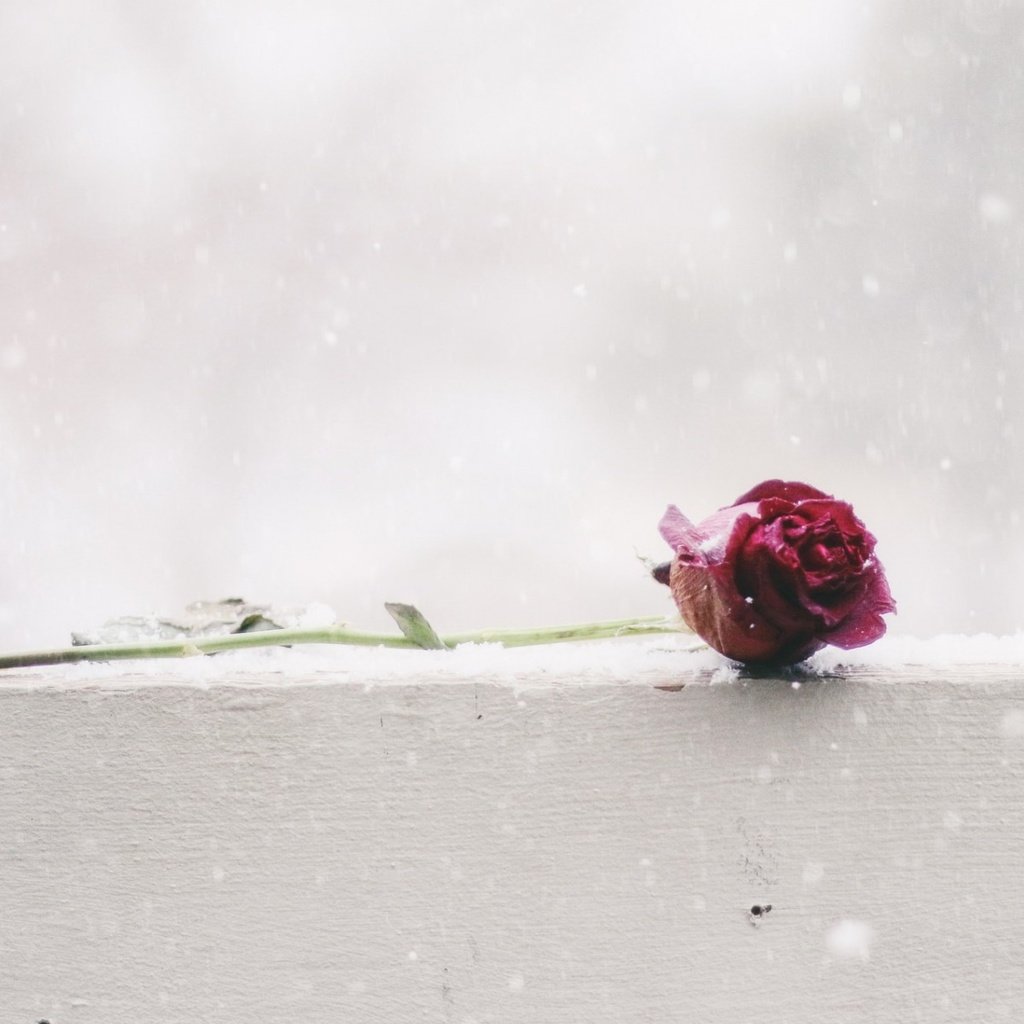 Обои снег, цветок, роза, snow, flower, rose разрешение 1920x1200 Загрузить