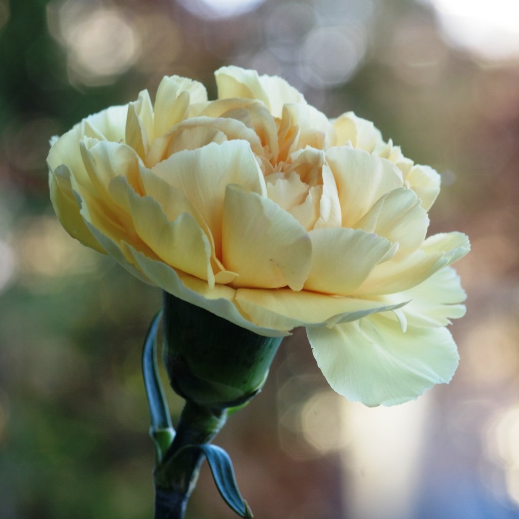 Обои цветение, цветок, боке, гвоздика, flowering, flower, bokeh, carnation разрешение 6016x4000 Загрузить