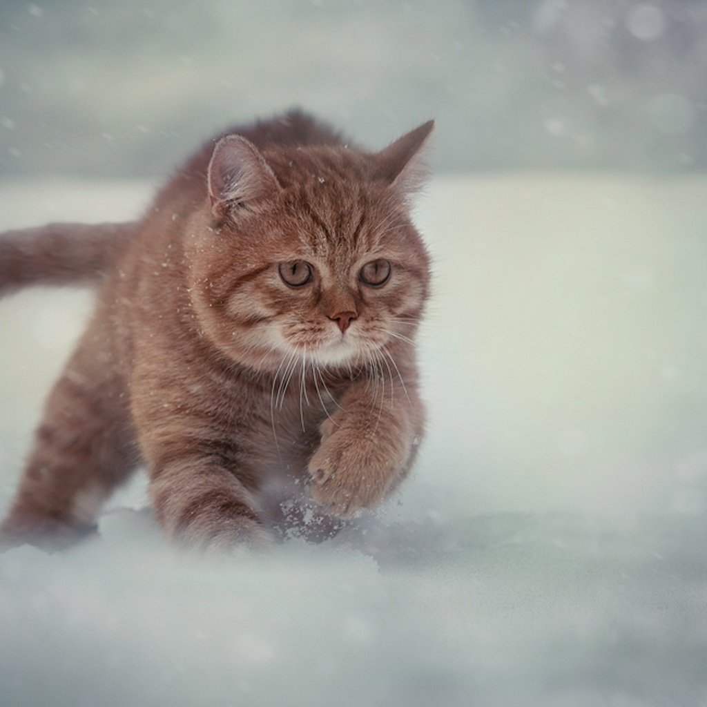 Обои снег, зима, кот, мордочка, усы, кошка, взгляд, бег, snow, winter, cat, muzzle, mustache, look, running разрешение 2048x1331 Загрузить