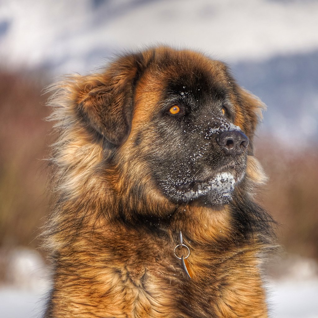 Обои морда, взгляд, собака, леонбергер, face, look, dog, leonberger разрешение 3840x2400 Загрузить