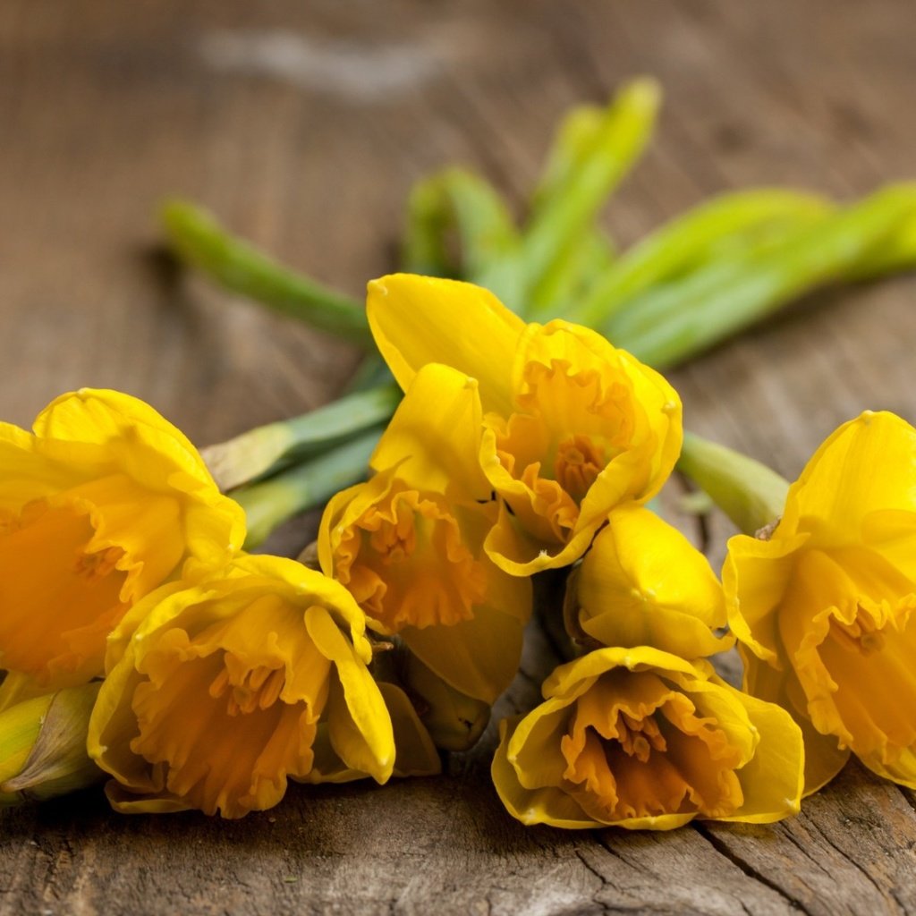 Обои цветы, весна, нарциссы, flowers, spring, daffodils разрешение 1920x1200 Загрузить