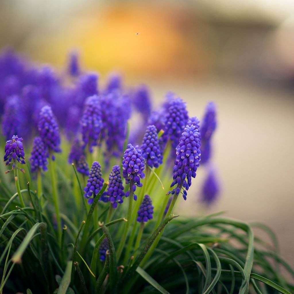 Обои цветы, трава, мускари, flowers, grass, muscari разрешение 1920x1200 Загрузить