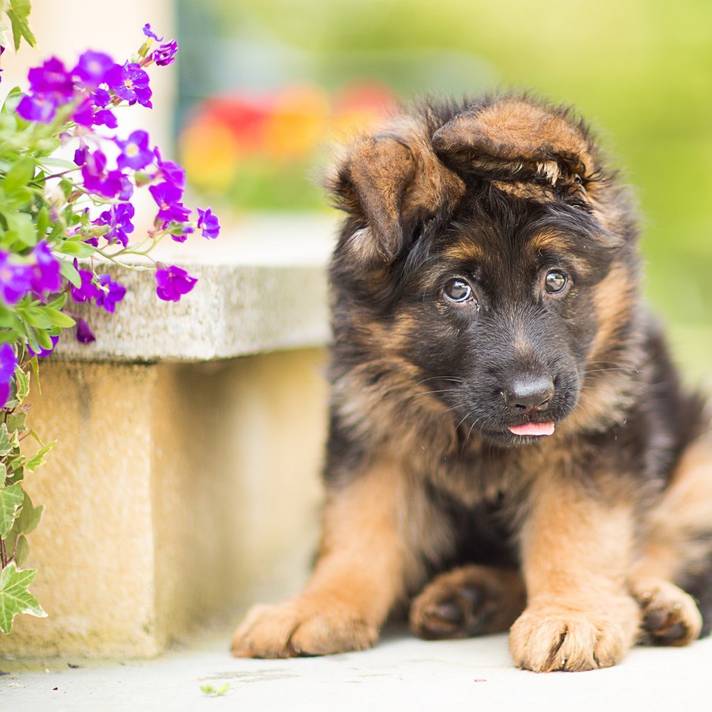 Обои цветы, собака, щенок, немецкая овчарка, flowers, dog, puppy, german shepherd разрешение 1920x1200 Загрузить