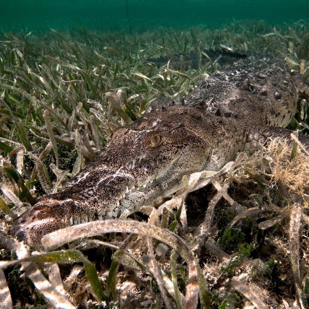 Обои вода, река, дно, крокодил, водоросли, water, river, the bottom, crocodile, algae разрешение 1920x1200 Загрузить