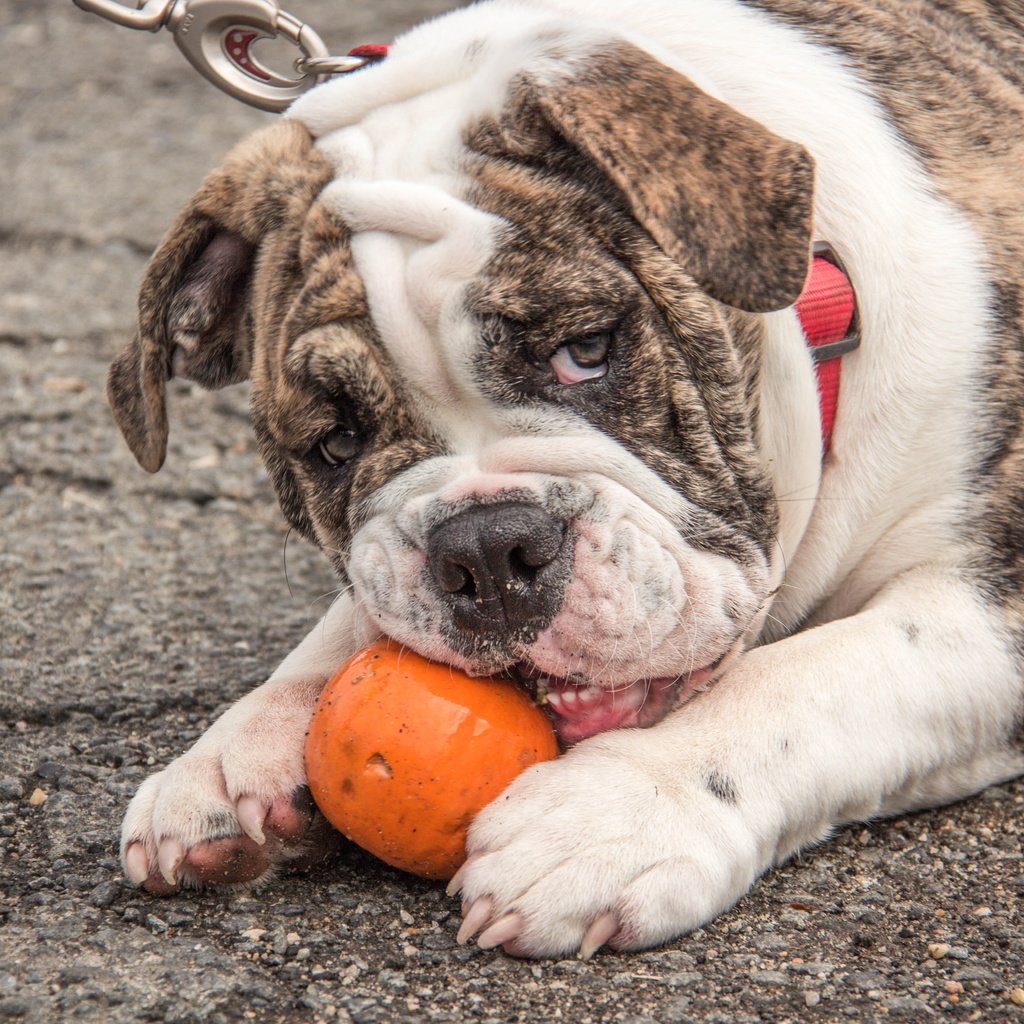 Обои мордочка, взгляд, собака, лапки, английский бульдог, muzzle, look, dog, legs, english bulldog разрешение 5184x3456 Загрузить