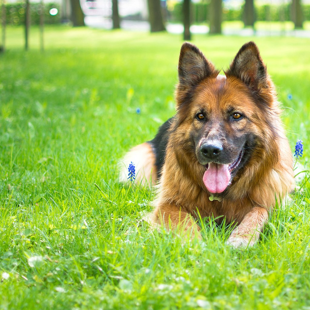 Обои цветы, трава, собака, язык, немецкая овчарка, flowers, grass, dog, language, german shepherd разрешение 1920x1200 Загрузить