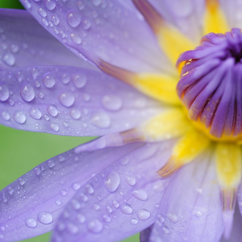 Обои цветок, капли, лепестки, водяная лилия, flower, drops, petals, water lily разрешение 1920x1200 Загрузить