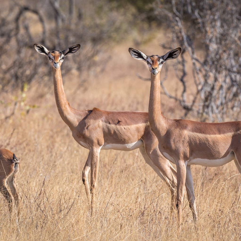 Обои африка, антилопа, геренук, жирафовая газель, africa, antelope, gerenuk, giraffidae gazelle разрешение 2499x1666 Загрузить