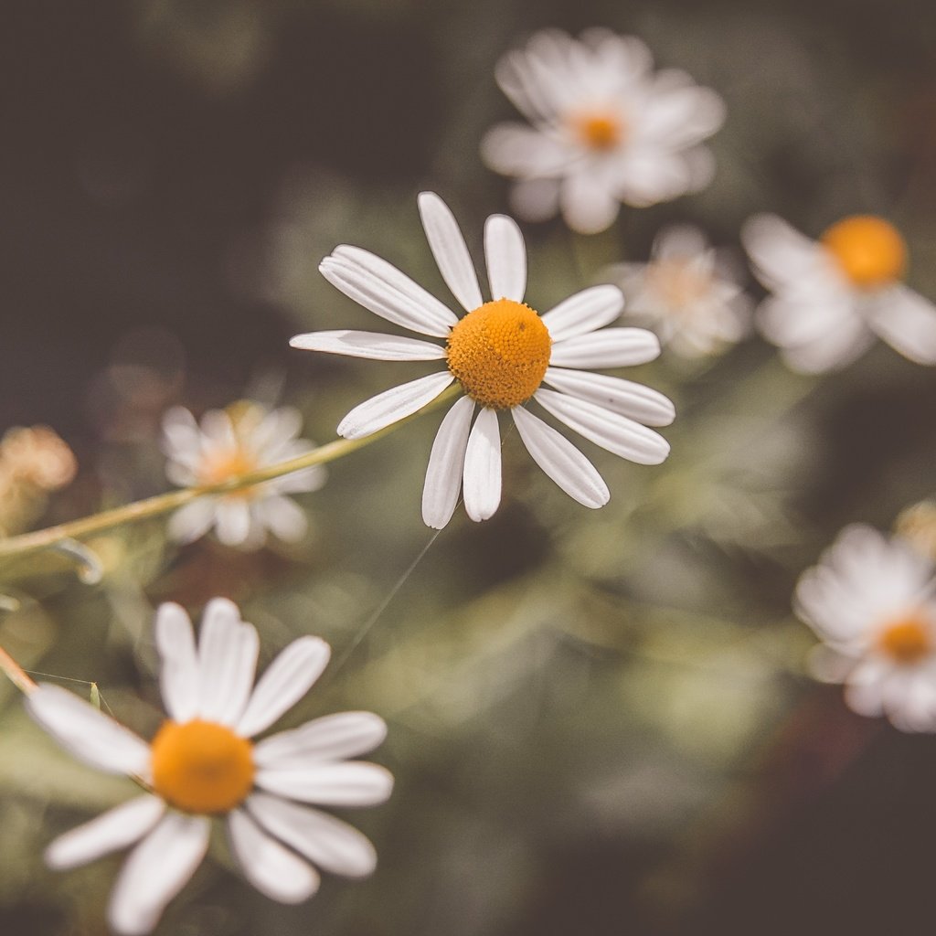 Обои цветы, лепестки, размытость, ромашки, белые, белые цветы, flowers, petals, blur, chamomile, white, white flowers разрешение 3008x2000 Загрузить