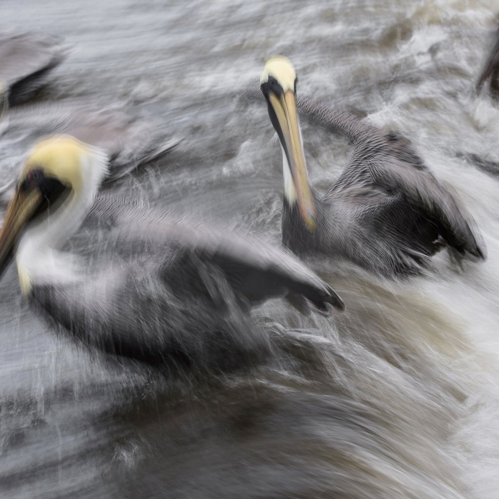 Обои волна, брызги, птицы, клюв, дождь, пеликан, пеликаны, wave, squirt, birds, beak, rain, pelican, pelicans разрешение 2048x1299 Загрузить