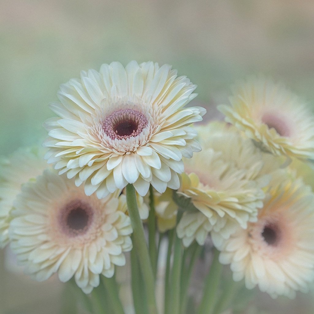 Обои цветы, лепестки, размытость, букет, герберы, flowers, petals, blur, bouquet, gerbera разрешение 1920x1280 Загрузить