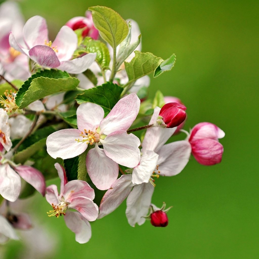 Обои цветы, ветка, природа, цветение, весна, яблоня, flowers, branch, nature, flowering, spring, apple разрешение 3200x1961 Загрузить