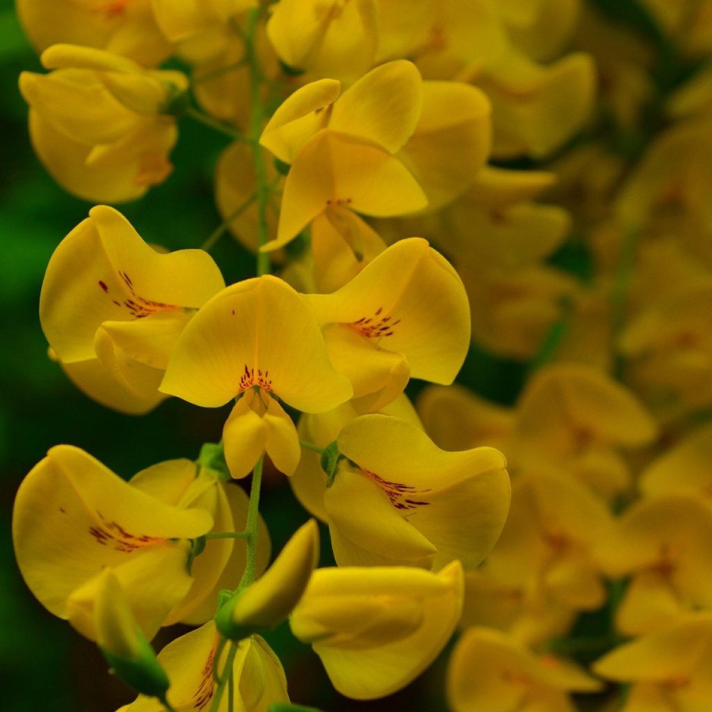 Обои цветы, цветение, весна, желтые, акация, flowers, flowering, spring, yellow, acacia разрешение 3000x1887 Загрузить