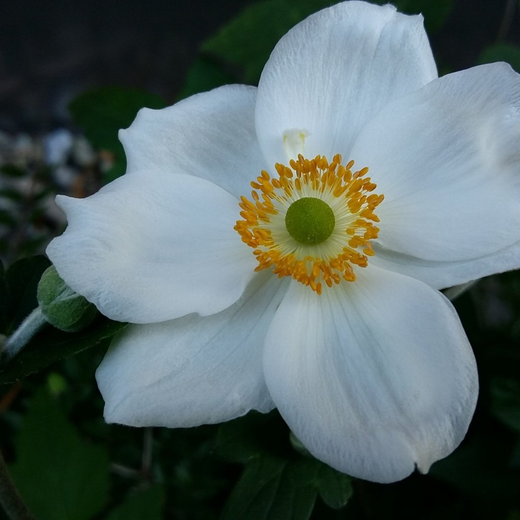 Обои макро, цветок, лепестки, белый, анемона, macro, flower, petals, white, anemone разрешение 3840x2160 Загрузить