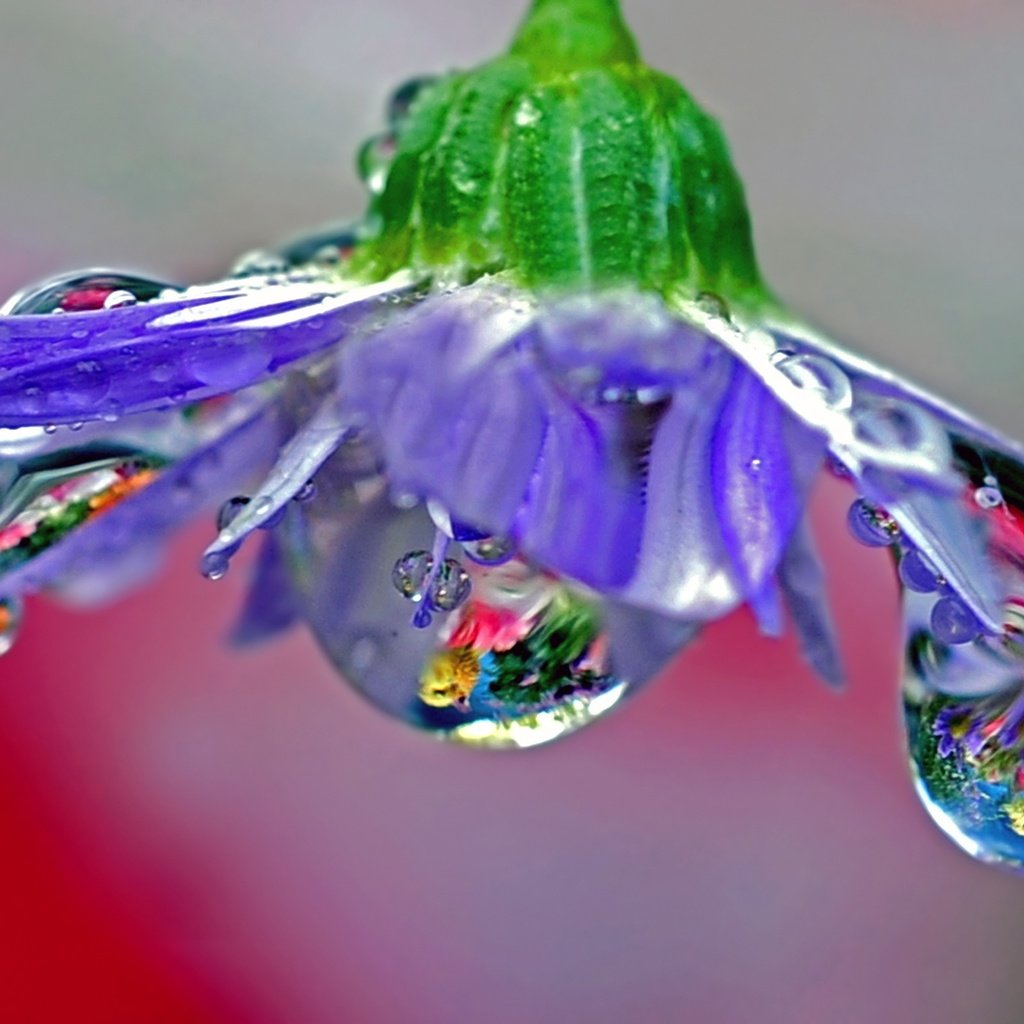 Обои макро, отражение, цветок, роса, лепестки, голубой, macro, reflection, flower, rosa, petals, blue разрешение 2560x1600 Загрузить