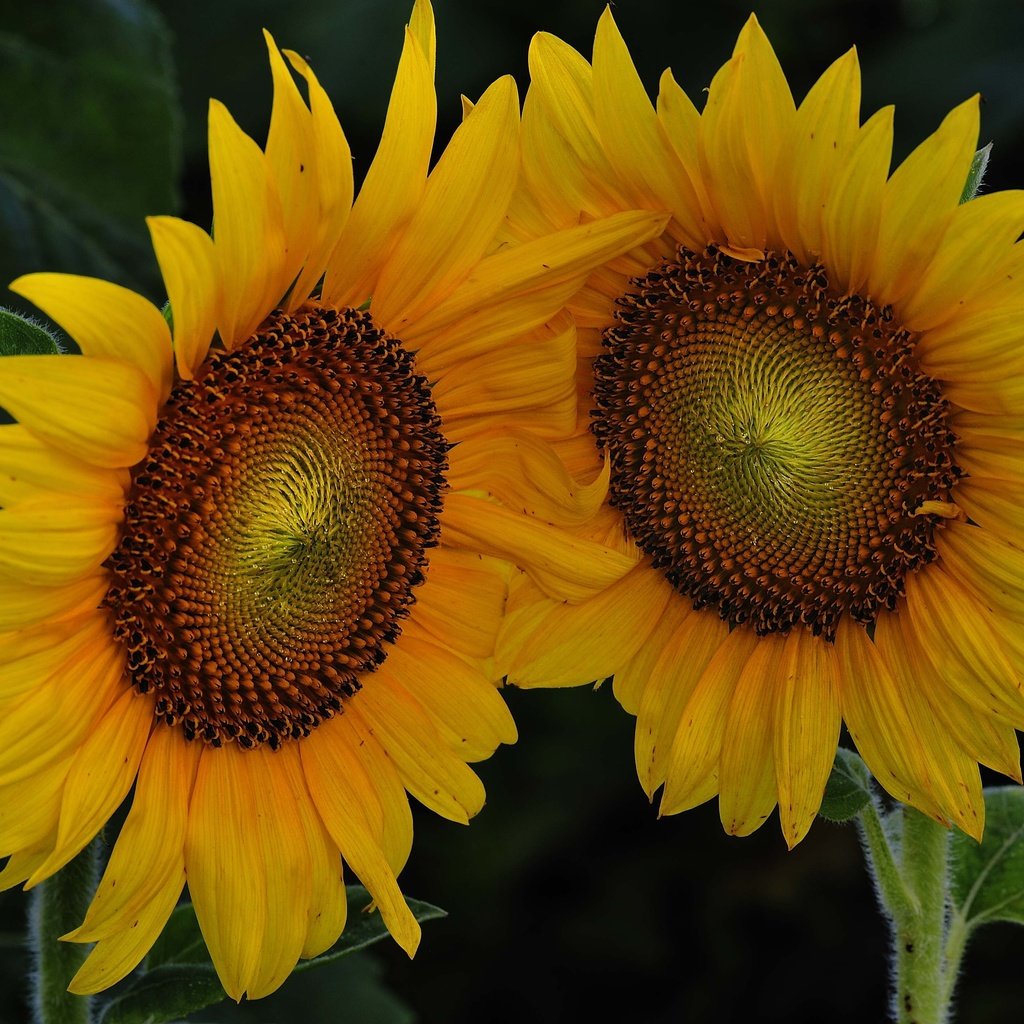 Обои цветы, листья, лепестки, подсолнухи, flowers, leaves, petals, sunflowers разрешение 4256x2832 Загрузить