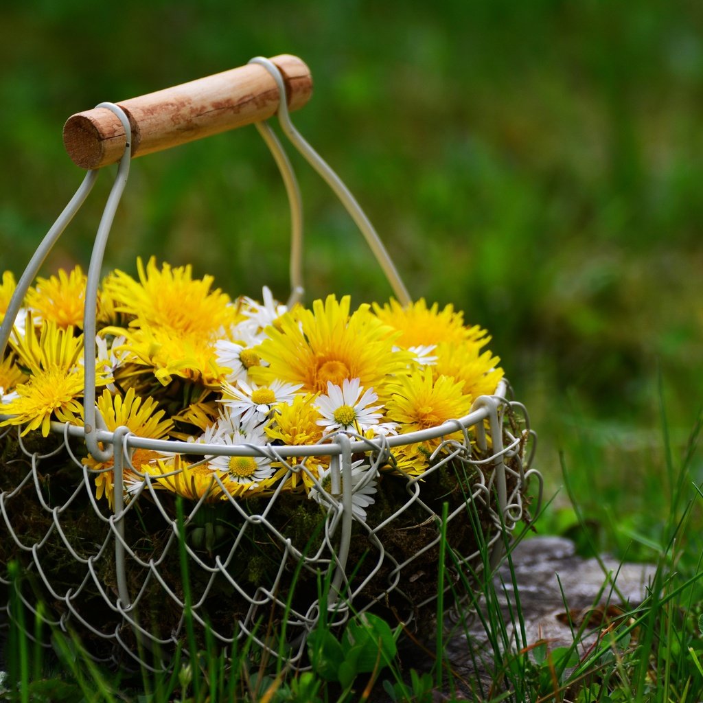 Обои цветы, трава, природа, весна, ромашки, одуванчики, корзинка, flowers, grass, nature, spring, chamomile, dandelions, basket разрешение 6000x4000 Загрузить