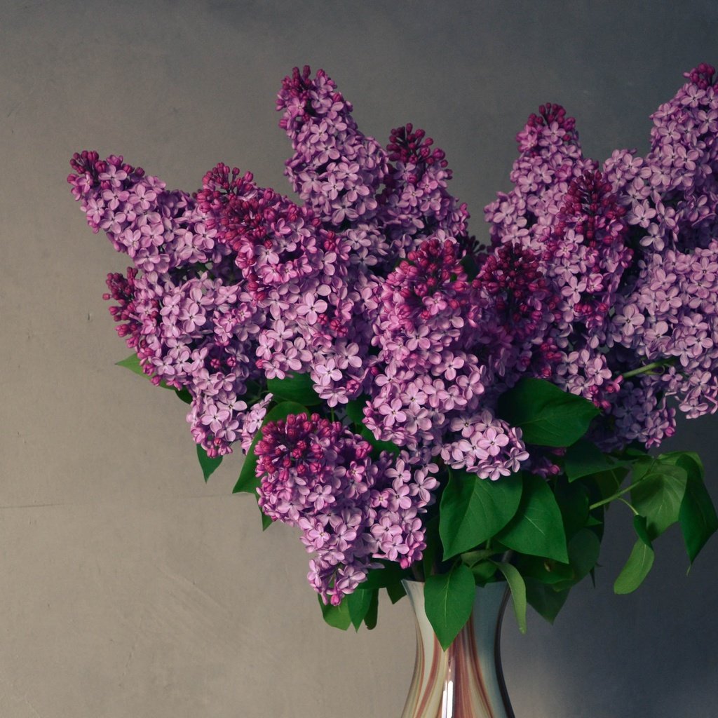 Обои цветы, весна, букет, ваза, сирень, композиция, flowers, spring, bouquet, vase, lilac, composition разрешение 3456x2304 Загрузить