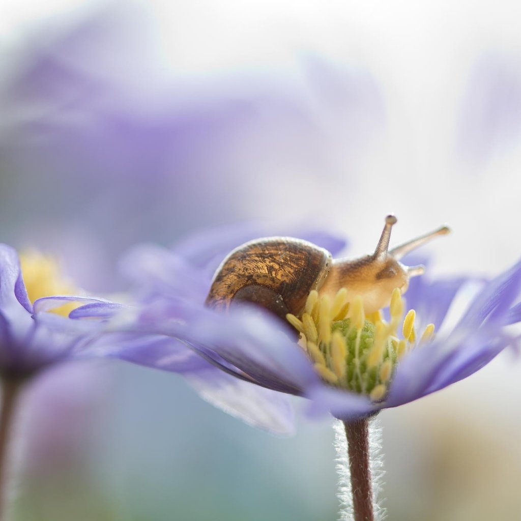 Обои цветы, природа, макро, лепестки, улитка, flowers, nature, macro, petals, snail разрешение 2048x1365 Загрузить