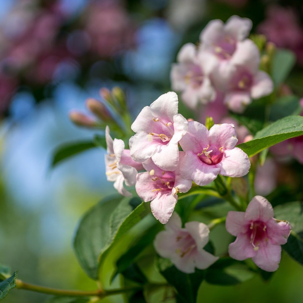 Обои цветы, ветка, листья, лепестки, боке, вейгела, flowers, branch, leaves, petals, bokeh разрешение 2048x1365 Загрузить